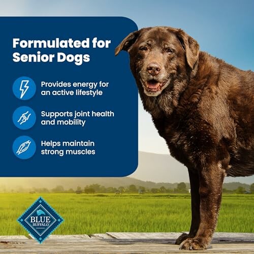 Senior dog with benefits of specialized food: energy, joint health, strong muscles.